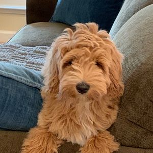 Meet your Posher, Dana